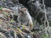 Affe in der Halong Bucht