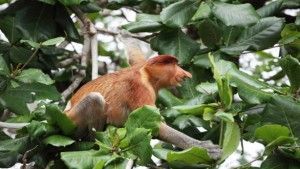 Affe in Vietnam