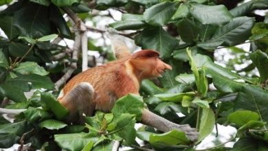 Nationalparks in Zentralvietnam