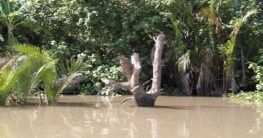 Can Gio Mangrovenwald