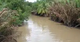 Mangrovenwald in Ca Mau